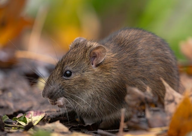 Řešili jste někdy deratizaci?